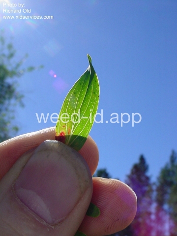 St. Johnswort, common